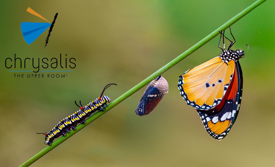Chrysalis2